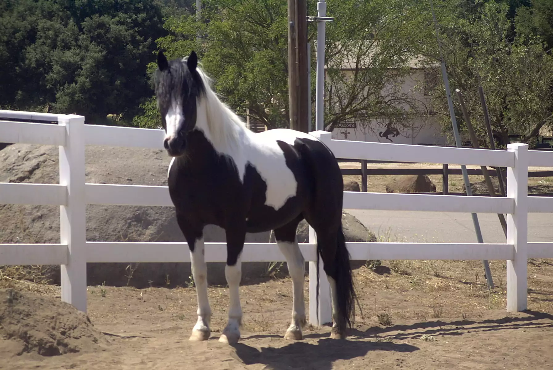 Picture of Ringo the horse