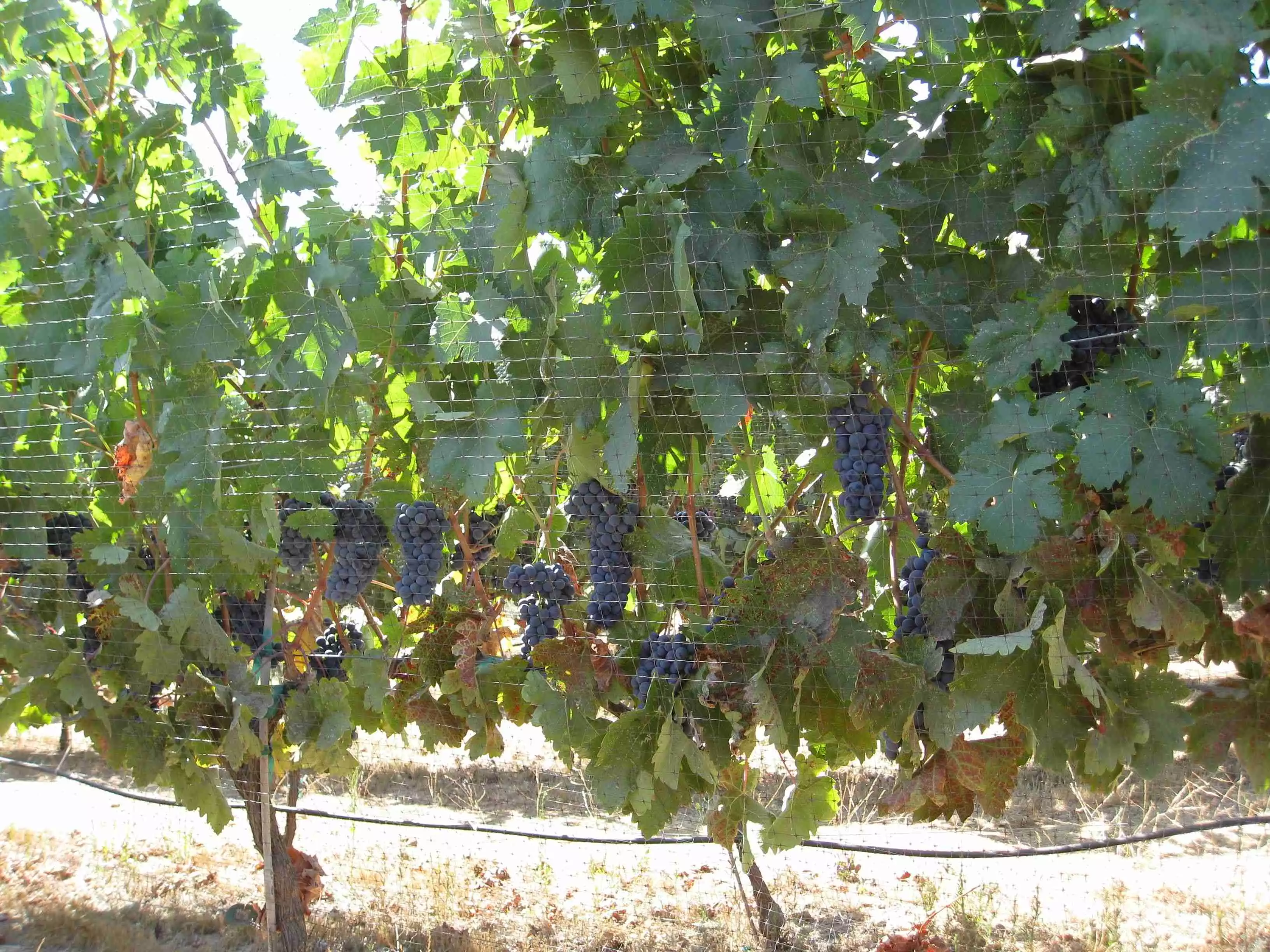 Picture of Tempranillo Grapes