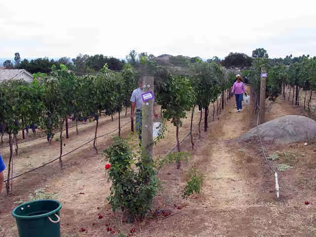 Picture of Vineyard in 2005