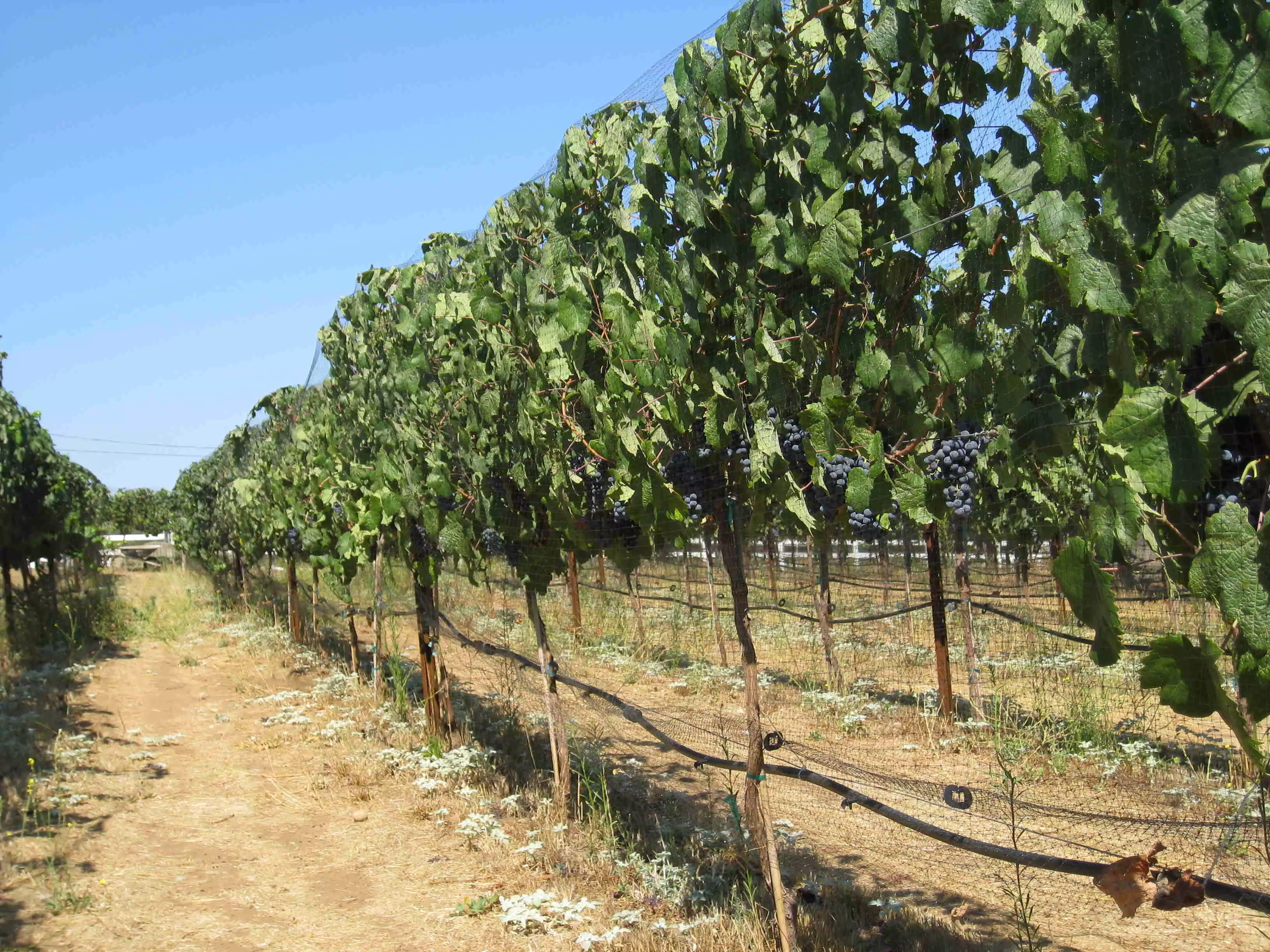 Picture of Vineyard in 2008